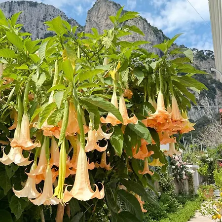 Il Cigno Capri