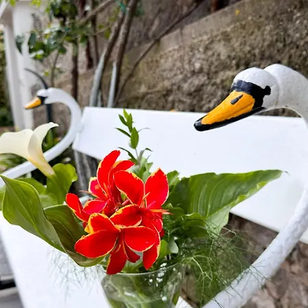 Il Cigno