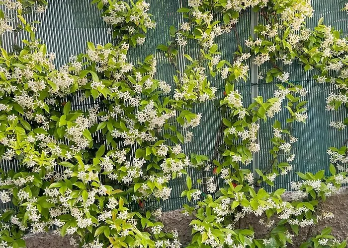 Il Cigno Bed and breakfast