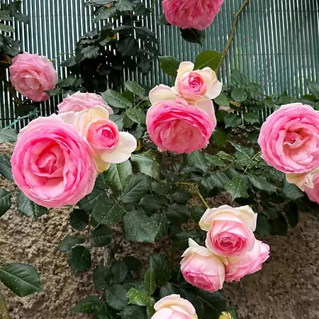 住宿加早餐酒店 Il Cigno 4*