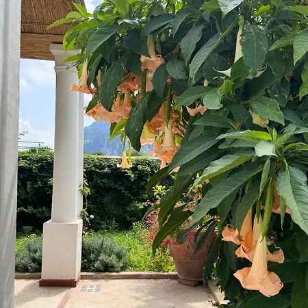 Il Cigno 住宿加早餐酒店 卡普里