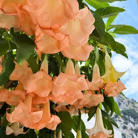 Bed and breakfast Il Cigno *