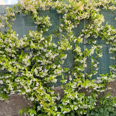 Il Cigno 住宿加早餐酒店