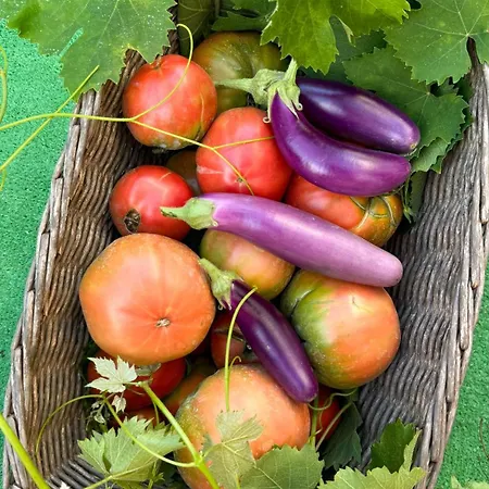 Il Cigno 住宿加早餐酒店 卡普里