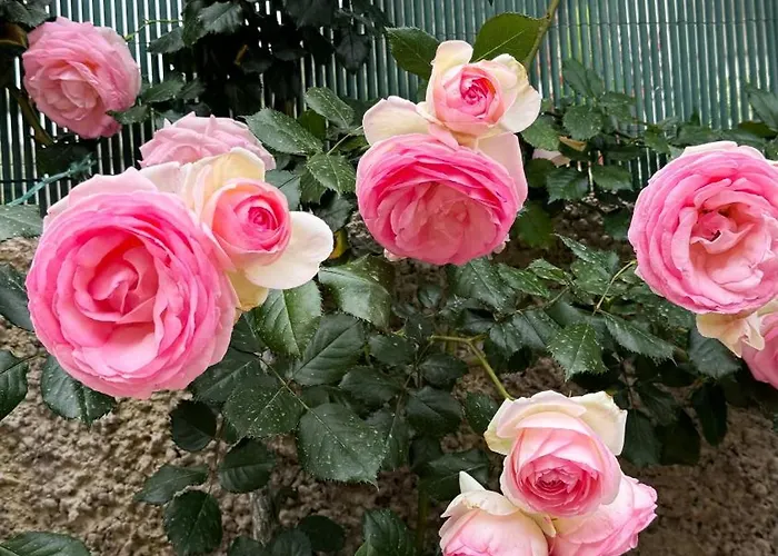 住宿加早餐酒店 Il Cigno 4*