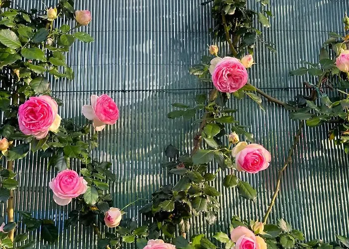 住宿加早餐酒店 Il Cigno 4*